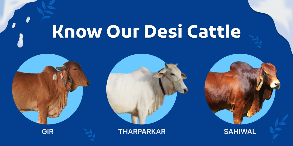 Know our Desi Cattle